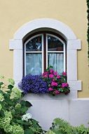flowers on the window of the house