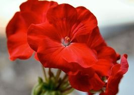 Closeup photo of Red geranium