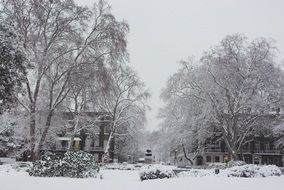 trees near square in snow in london