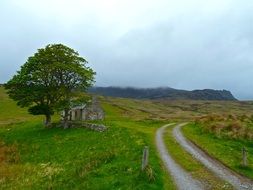 country road in a green meadow near a tree