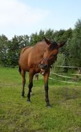 domestic brown horse on pasture