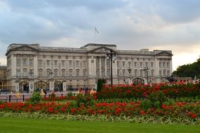 red flowers in front of Buckingham Palace, uk, england, london