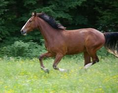 galloping brown horse