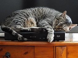 sleeping cat on home appliances