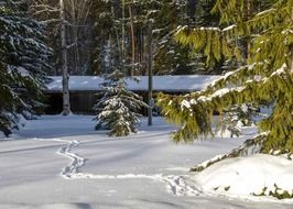 scenic canim lake at snowy winter, Canada