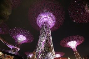 singapore supertrees at night