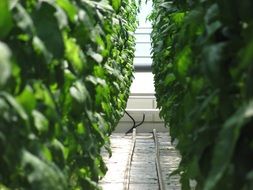 inside of a greenhouse