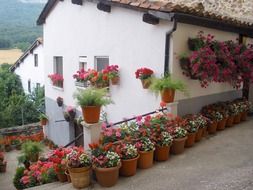 potted flowers near a house in spain