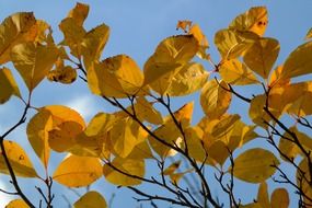 yellow foliage