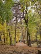 alley trees