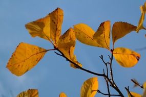 Golden autumn foliage against the blue sky