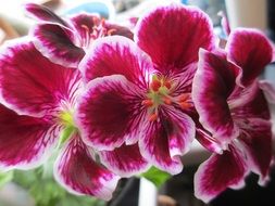 red pelargonium flowers