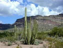 green cactus in the desert among plants