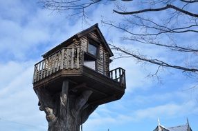 tree house as an unusual architecture
