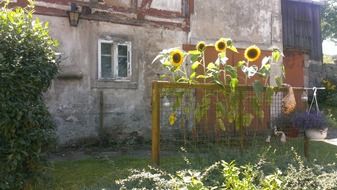 sunflower yellow plant