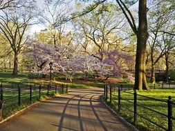 Sakura blooming in Central Park in New York City