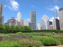 Urban garden in Chicago