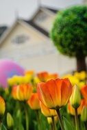 colorful tulips closeup