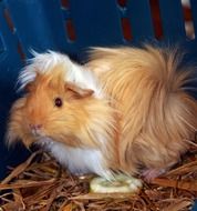Photo of Cute guinea pig