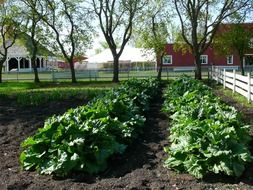 gardening in the village of Mennonites