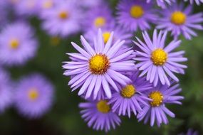 Purple flower plant macro photo