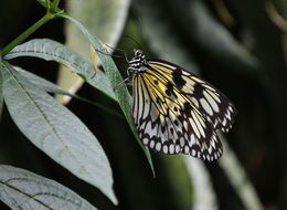 Closeup photo of butterfly sitting on a leaf