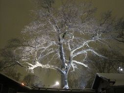 romantic winter tree light