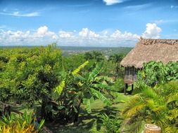 house among green trees in peru