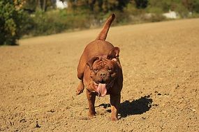 A brown dog with a huge tongue runs along the sand