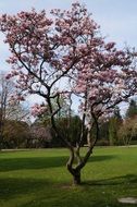 Romantic blooming tree in Ruzva