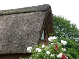 home roof reed