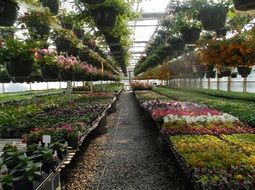 greenhouse garden flowers