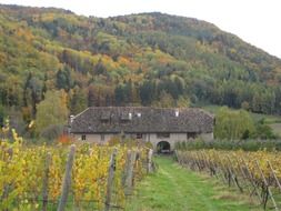 Landscape of nature in south tyrol