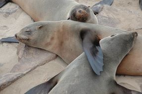 sleeping seals close up