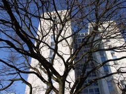 view of a skyscraper through branches in hamburg