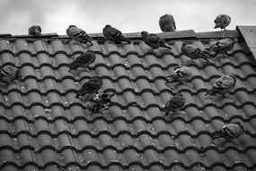 pigeons on a tiled roof