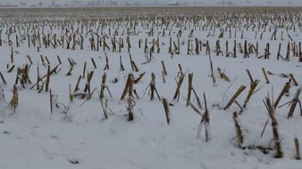 Landscape of first snow on a field at winter