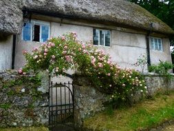 romantic roses and thatched house