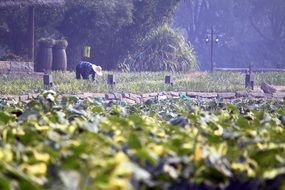 chinese outdoor green landscape