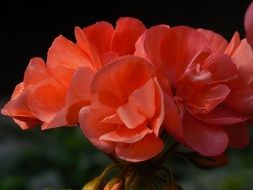 dark pink begonia