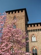 castle wall and blooming tree in Pavia, Italy