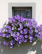 blue petunia as a balcony plant