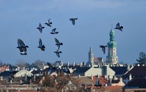 The Flock of birds in a flight