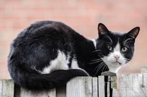 Domestic feline on a fence close-up on blurred background