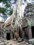 roots and ancient ruins in cambodia