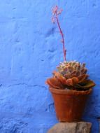 decoratuve plant in the flowerpot