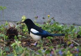 black and white elster bird