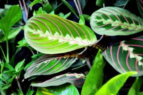 Green maranta