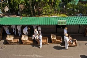 Picture of basket sled in Madeira