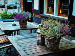 lavender in pot on city street cafe table